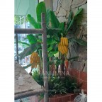 Mẫu tiểu cảnh cây giả tại 36 Vũ Phạm Hàm
